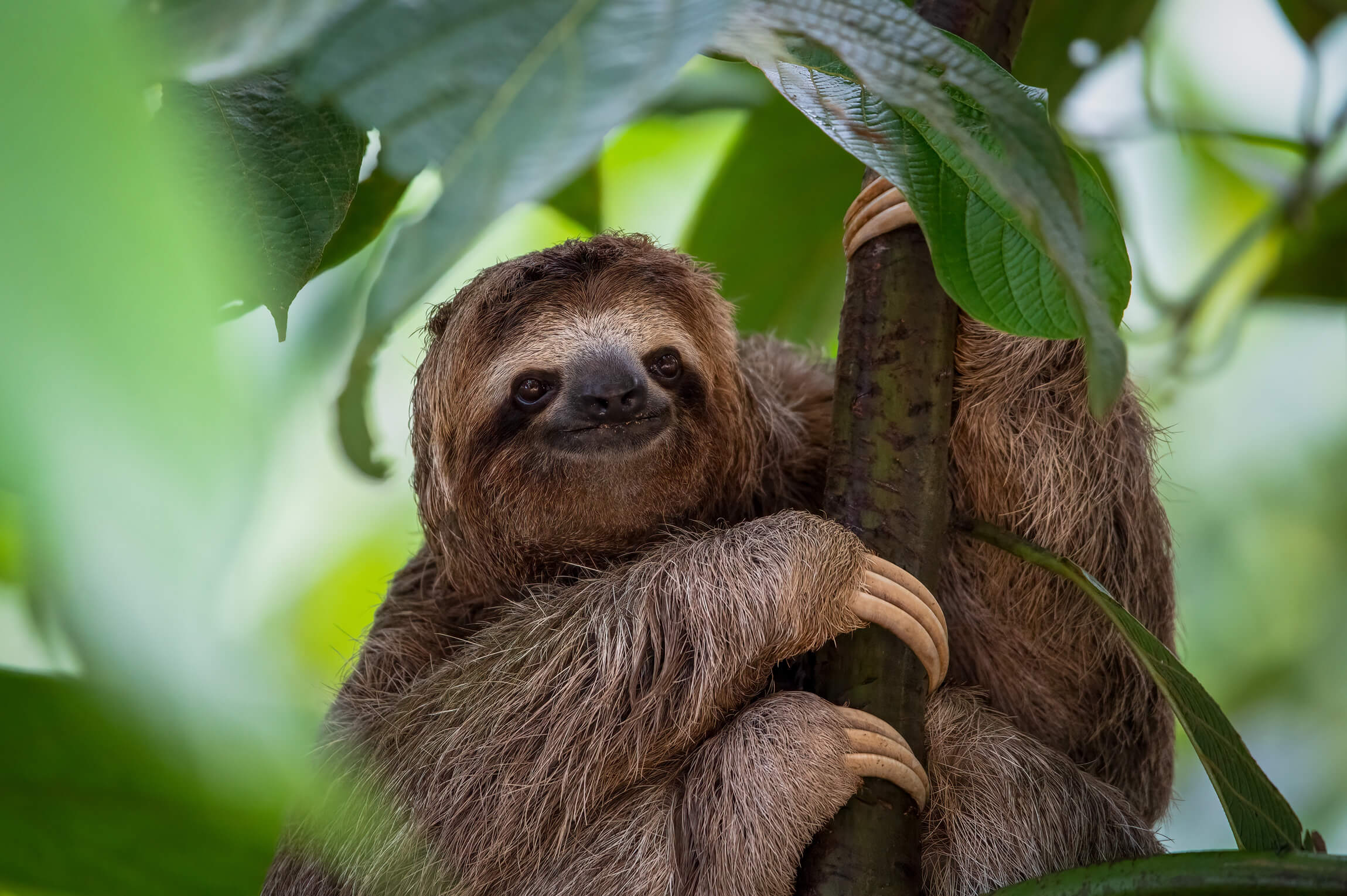 A sloth chilling in a tree to signify slow websites.